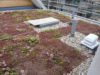 Upstands-on-green-roof